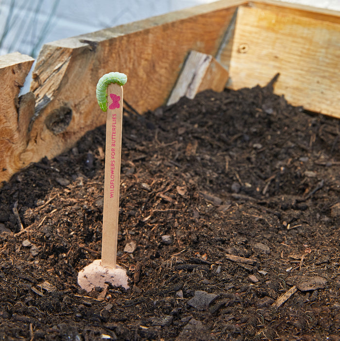 Pollinator Seed Pops